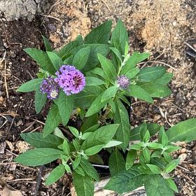 Photo of the plant species Orange Eye by @Shamrock named Flutter on Greg, the plant care app
