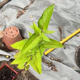 Photo of the plant species Bee Balm 'Bee Free' by @Shamrock named Buzz on Greg, the plant care app