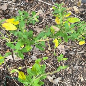Photo of the plant species Autumn Sage by @Shamrock named Ember on Greg, the plant care app