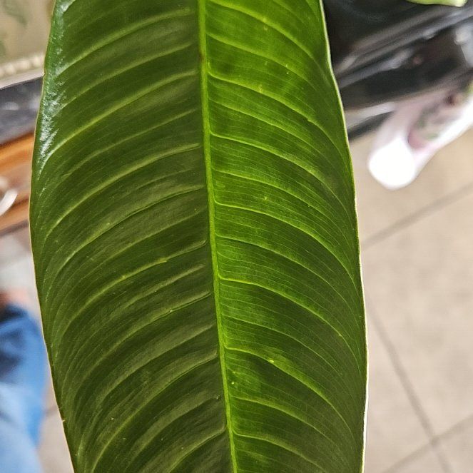 Photo of the plant species Philodendron campii by @QueenSwampbay named Rosa on Greg, the plant care app