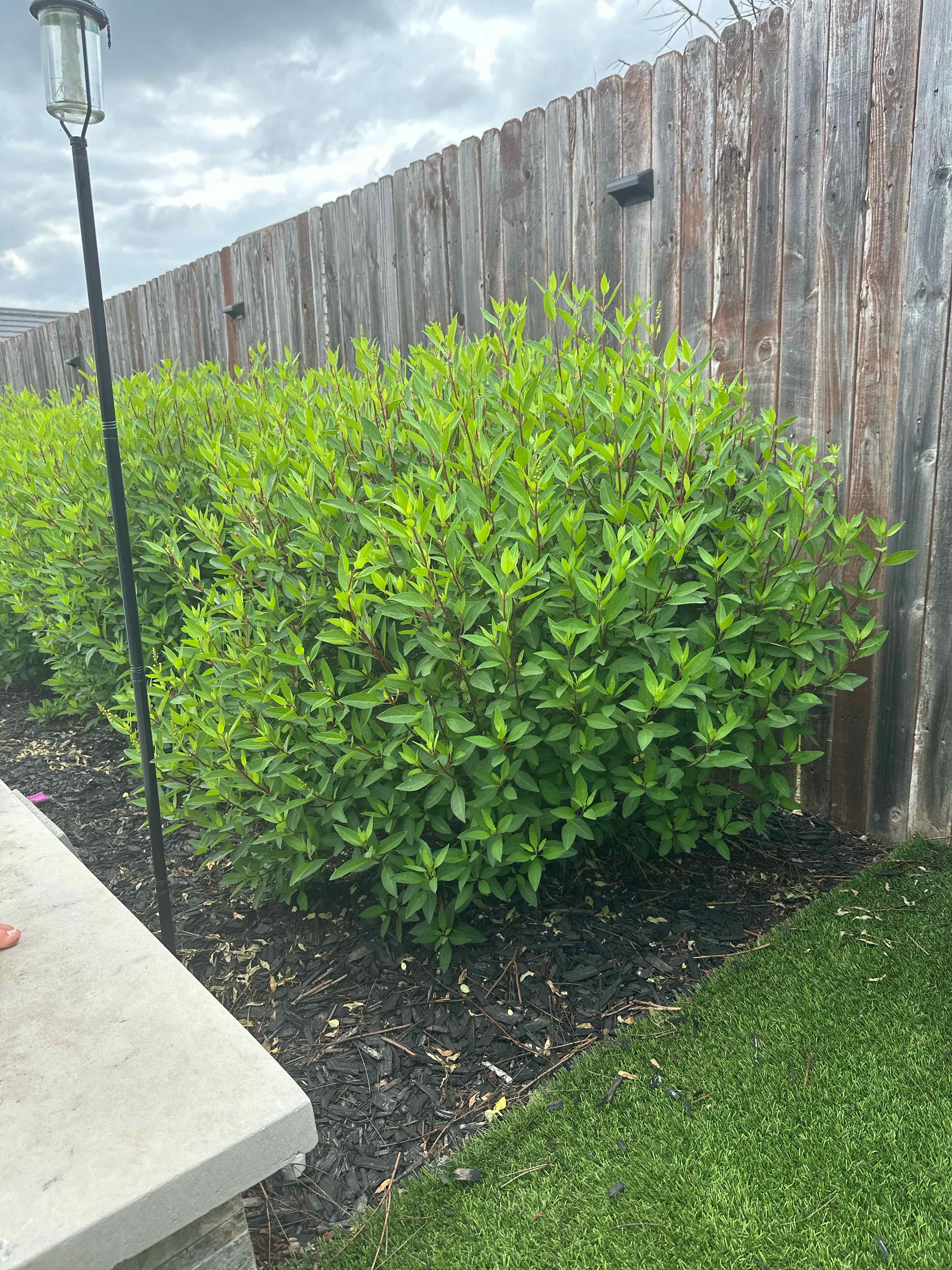 Photo of the plant species gold shower by @SentinelTule named Athena on Greg, the plant care app