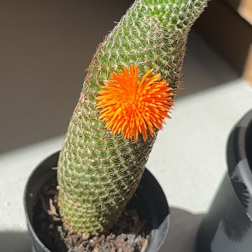 Coryphantha erecta cactus with a bright orange flower in a pot.