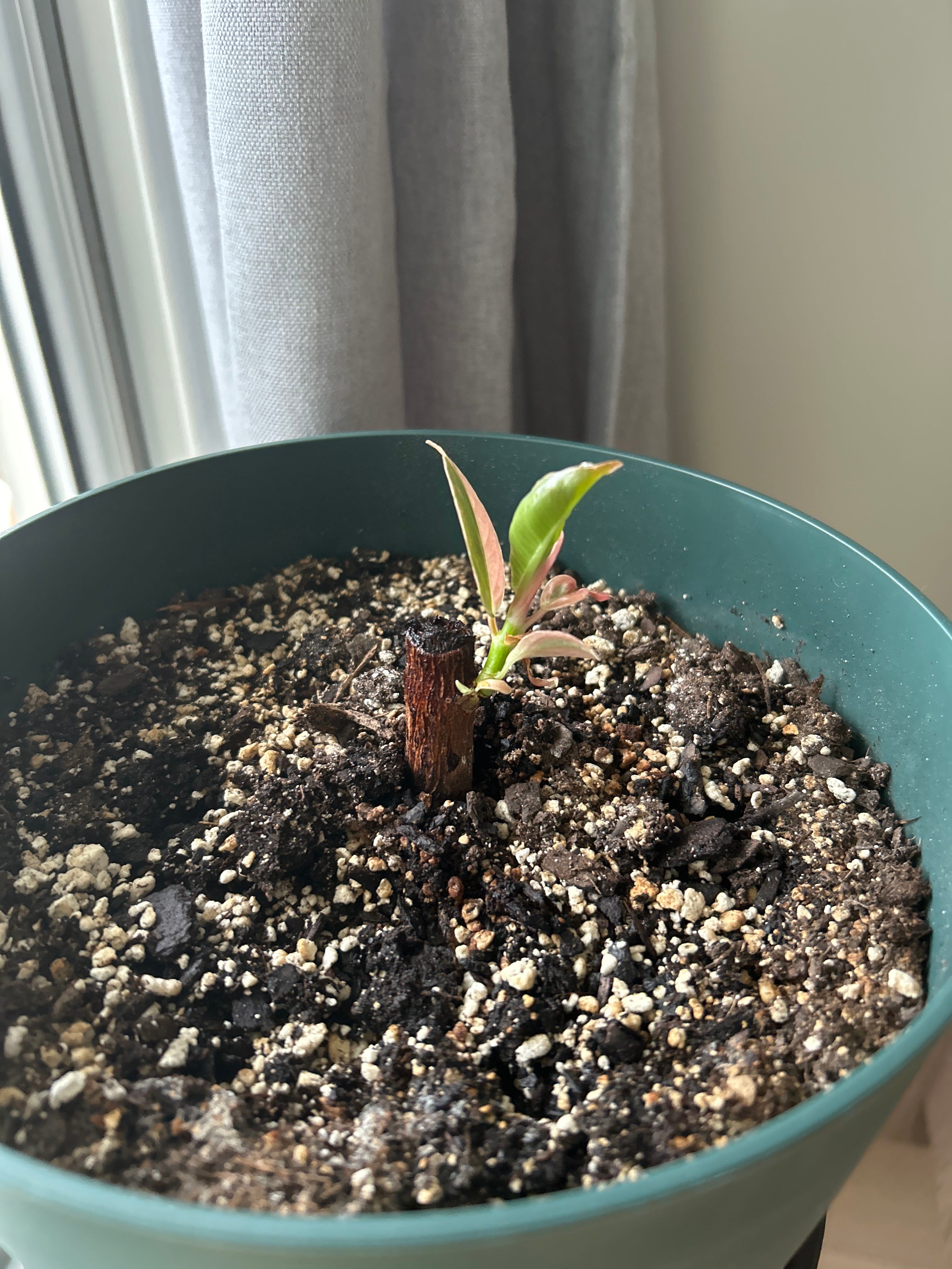 Madonna A plant by YardLoblollybay on Greg