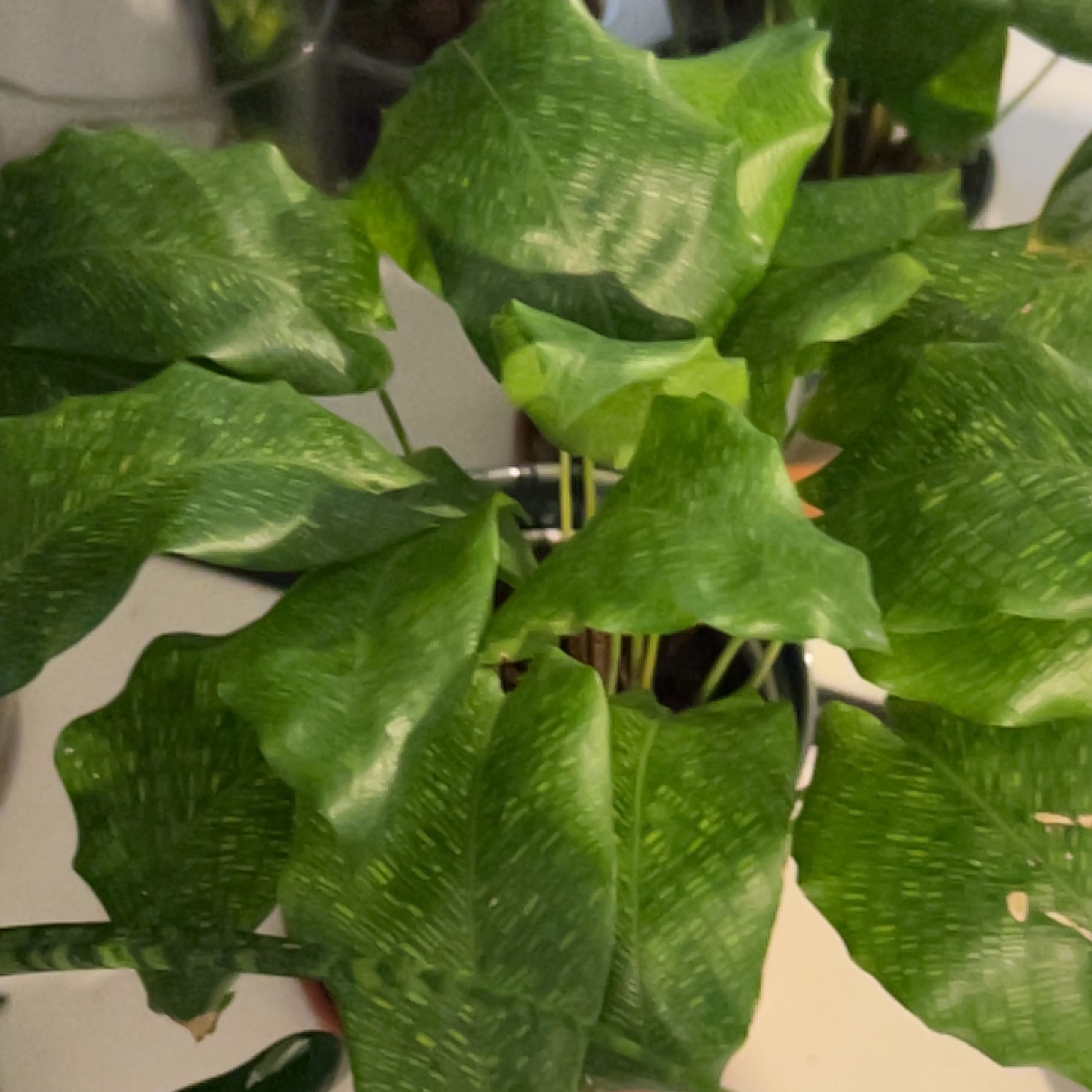 Photo of the plant species Network Prayer Plant by @SpotonVinemaple named Walt on Greg, the plant care app