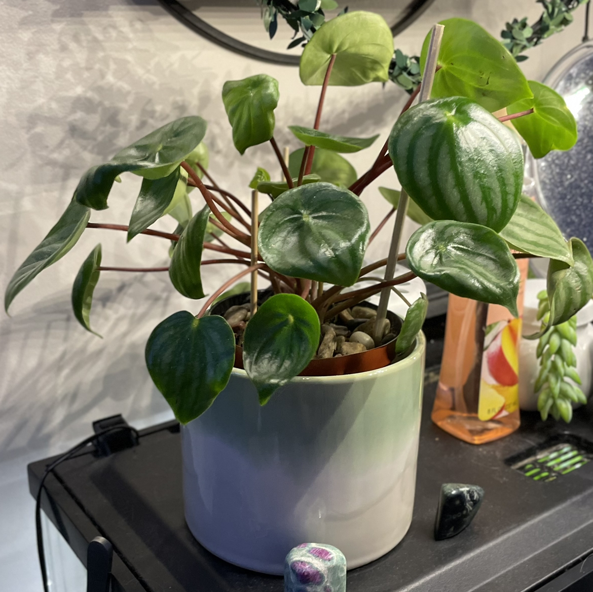 Watermelon Peperomia plant photo by @silverlinings named Aurelia on Greg, the plant care app.