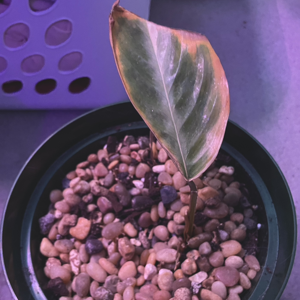 Triostar Stromanthe plant photo by @silverlinings named (03) Lilias on Greg, the plant care app.