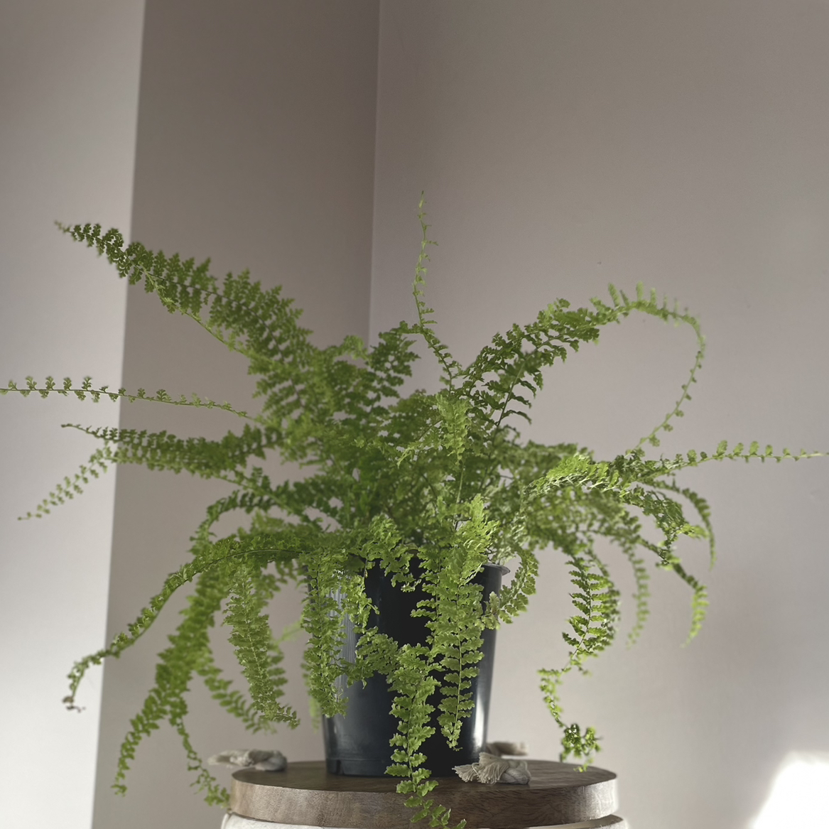 Boston Fern plant photo by @silverlinings named (03) Eneko on Greg, the plant care app.
