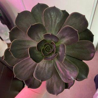 Black Prince plant in Angus, Ontario
