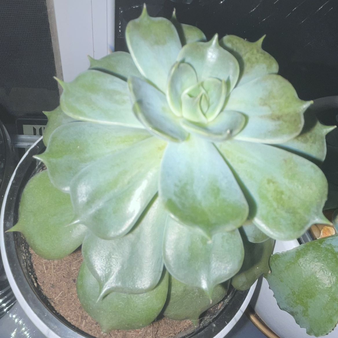 (04) Vesper