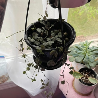 String of Hearts plant in Angus, Ontario