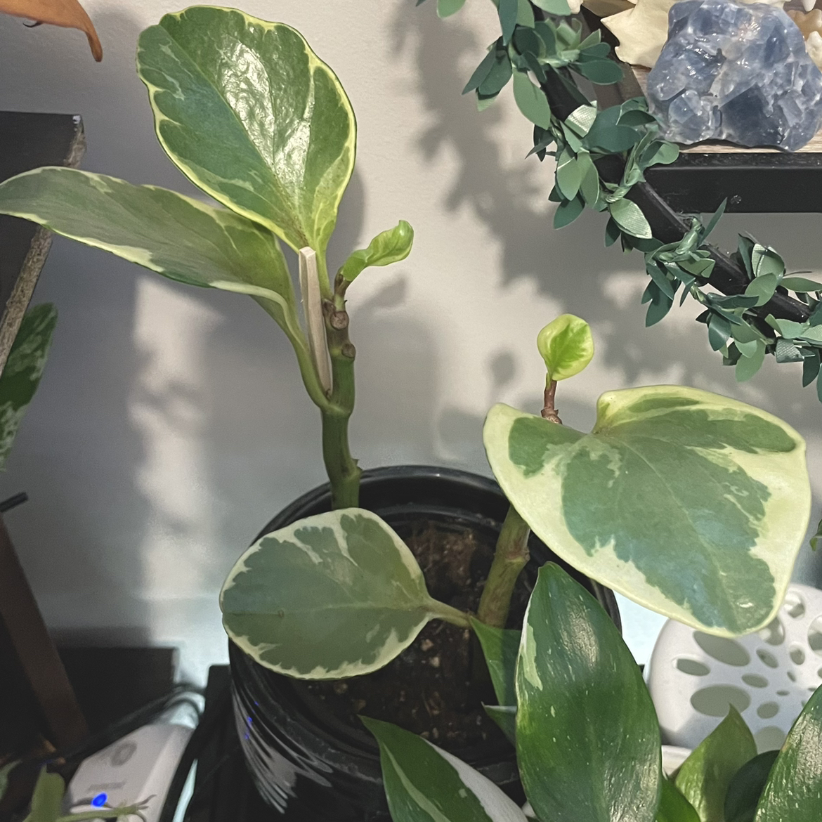 Golden Gate Peperomia plant with variegated leaves in a pot with visible soil.