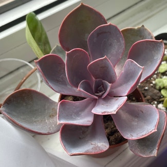 Echeveria 'Purple Pearl' plant in Angus, Ontario