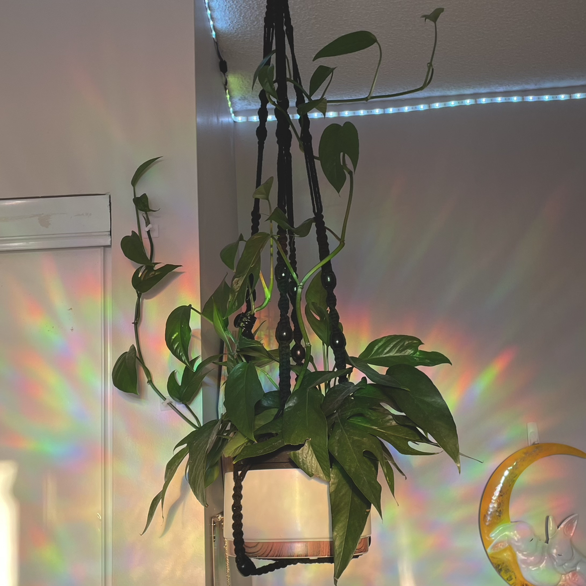 Hanging Baltic Blue Pothos plant in a well-lit indoor setting with vibrant green leaves.