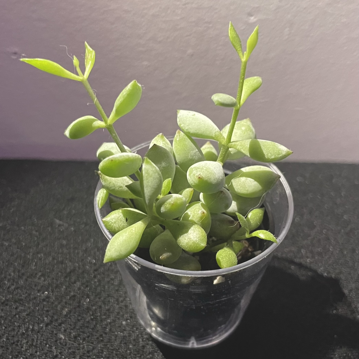 Photo of the plant species Cliff Cotyledon by @silverlinings named (04) on Greg, the plant care app