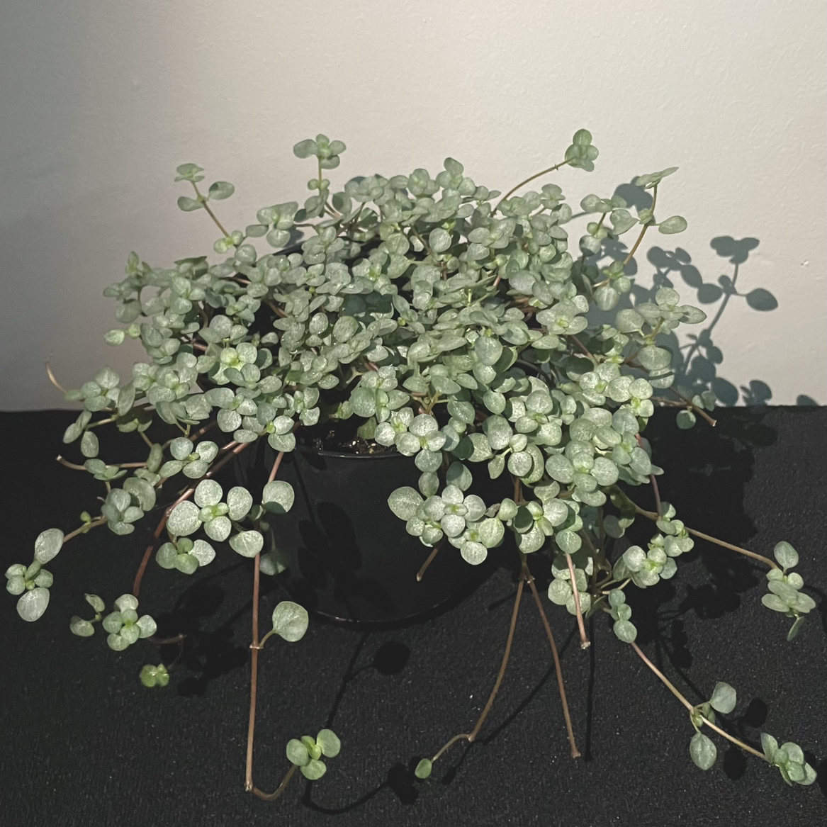 Pilea 'Aquamarine' plant in a black pot with silvery-green leaves.