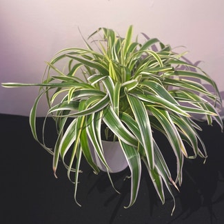 Spider Plant plant in Angus, Ontario