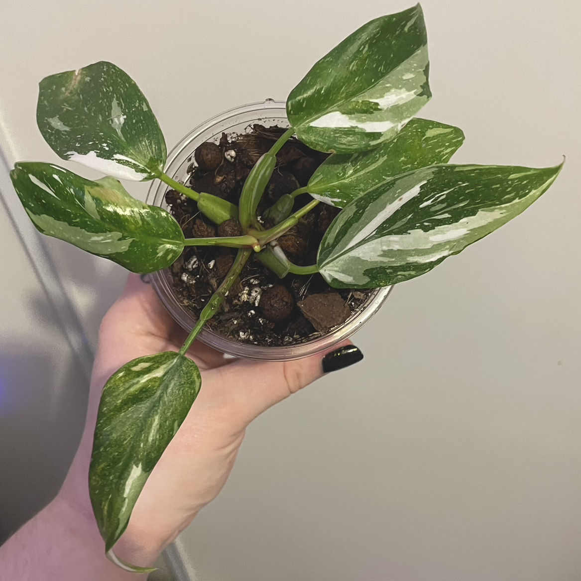 Philodendron 'White Princess' plant with variegated leaves held by a hand in a clear container.