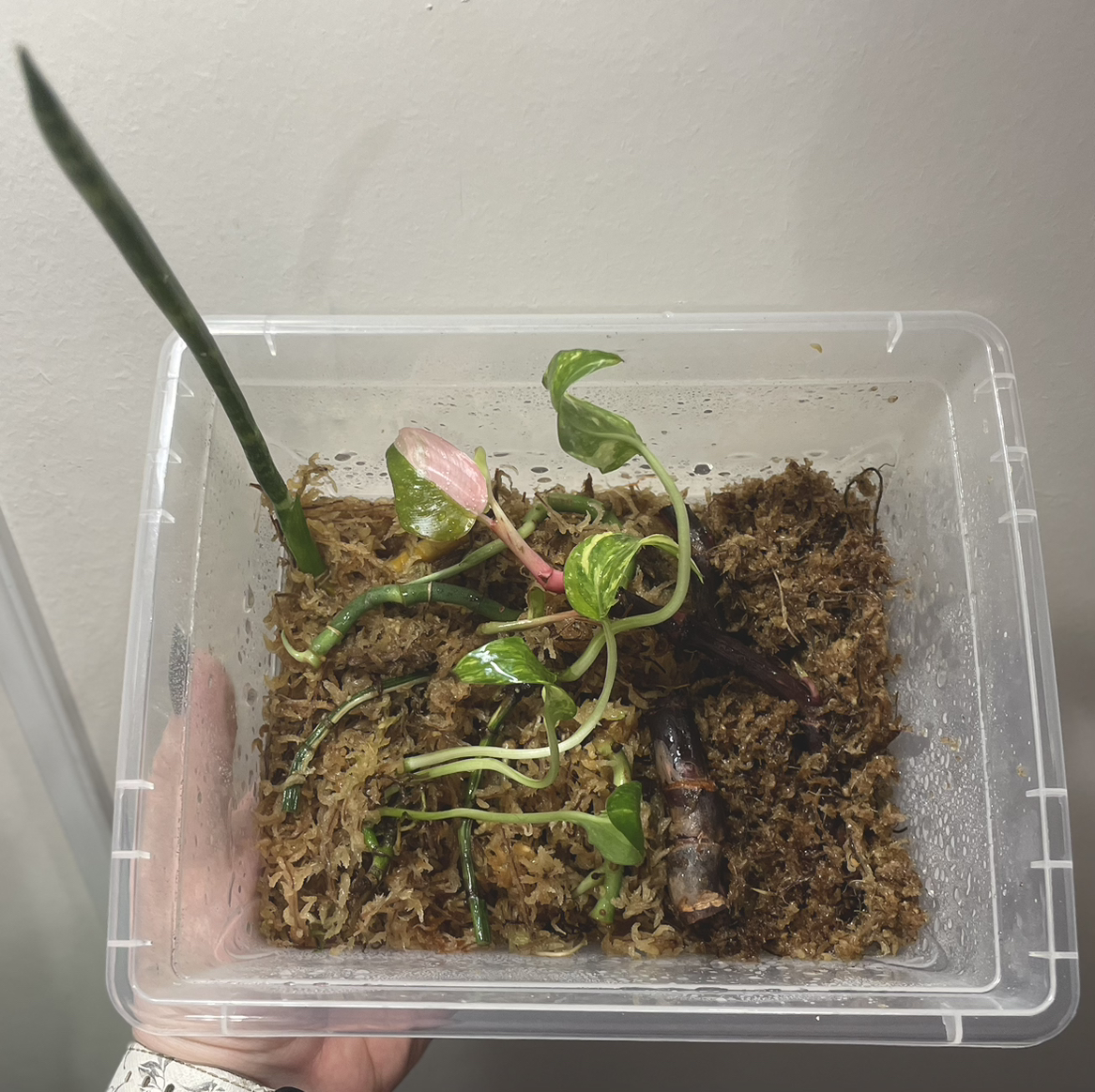 Albo Epipremnum Pinnatum plant in a clear container with moss, showing early growth stages.