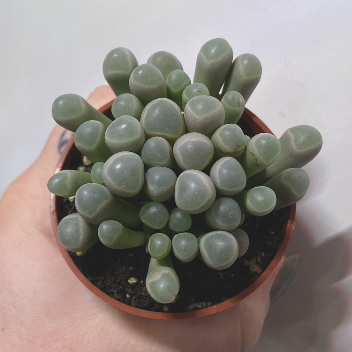 Healthy Baby Toes (Fenestraria rhopalophylla) succulent in a small pot with visible soil.