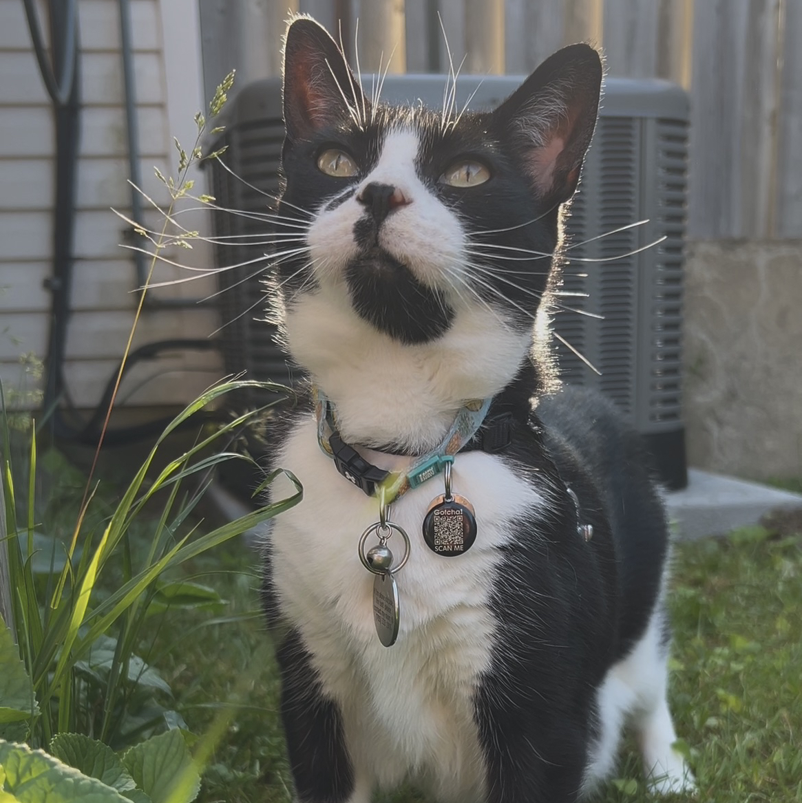 Photo of the plant species Mini Kitty Crassula by @silverlinings named (000) Onigiri 🍙🐱 on Greg, the plant care app