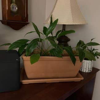Peace Lily plant in Angus, Ontario