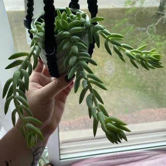 Burro's Tail plant in Angus, Ontario