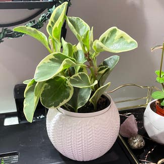 Golden Gate Peperomia plant in Angus, Ontario