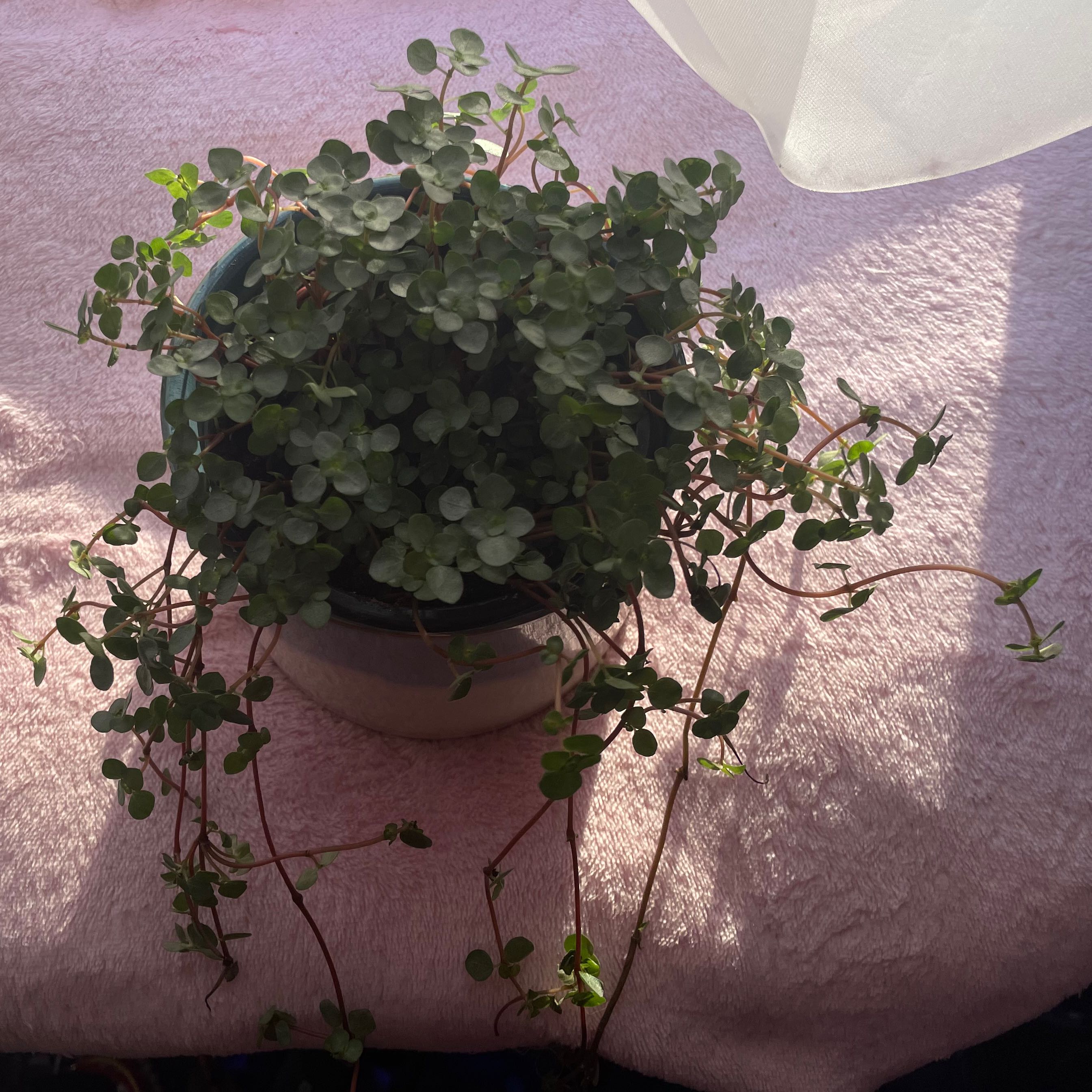 Pilea 'Aquamarine' plant in a pot, healthy with no visible leaf discoloration.