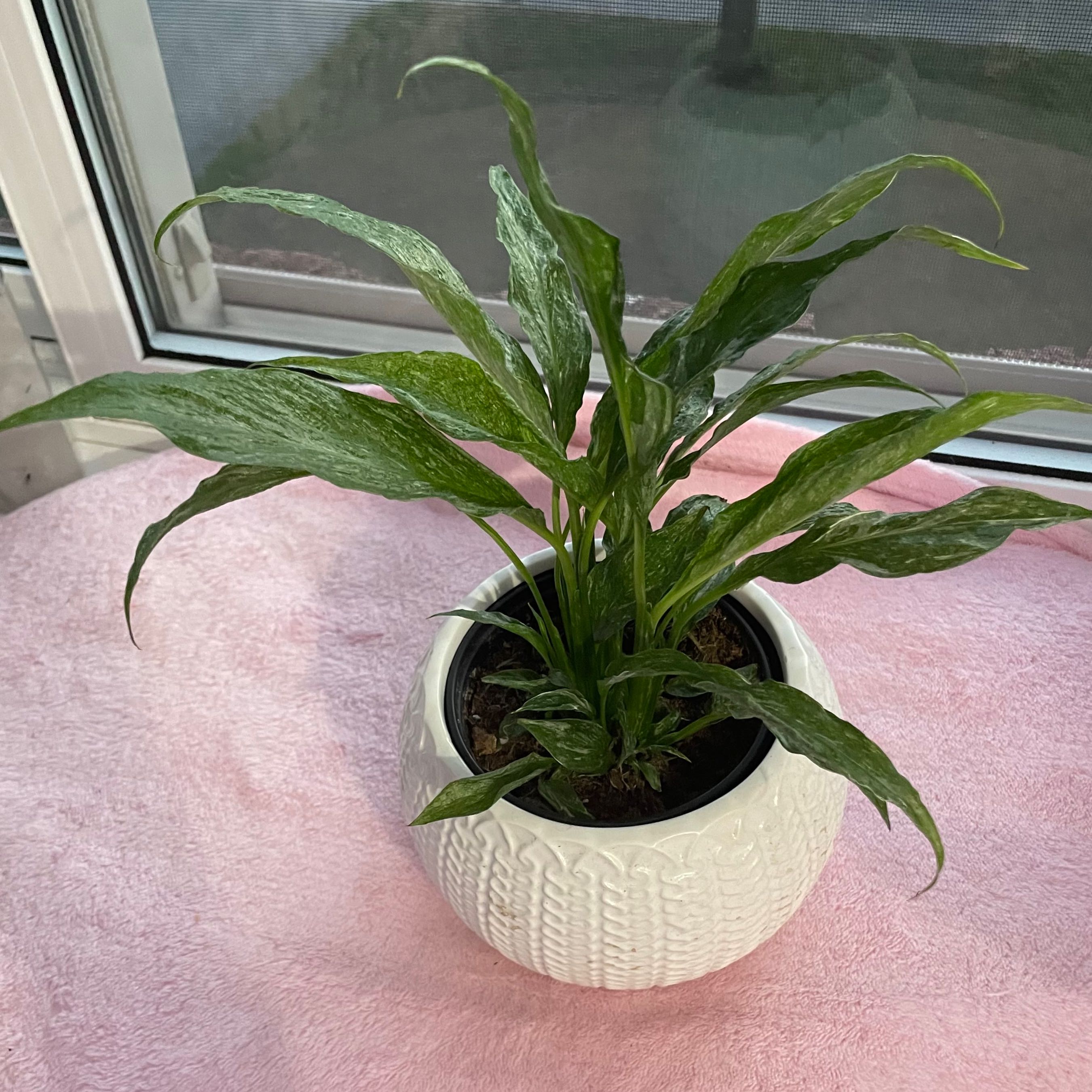 Domino Peace Lily in a white pot on a pink surface, appears healthy.