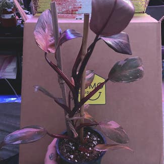 Philodendron Burgundy Princess plant in Angus, Ontario