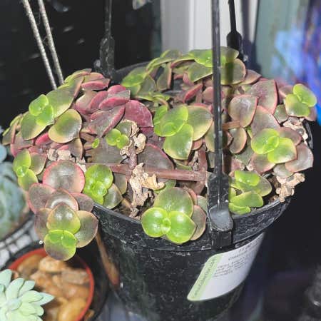 Photo of the plant species Crassula 'Calico Kitten' by Silverlinings named (01) unnamed on Greg, the plant care app