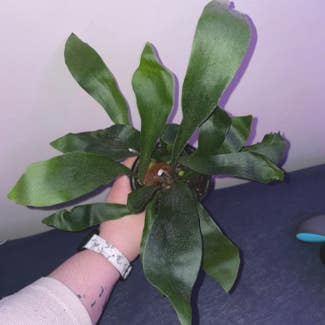 Staghorn Fern plant in Angus, Ontario