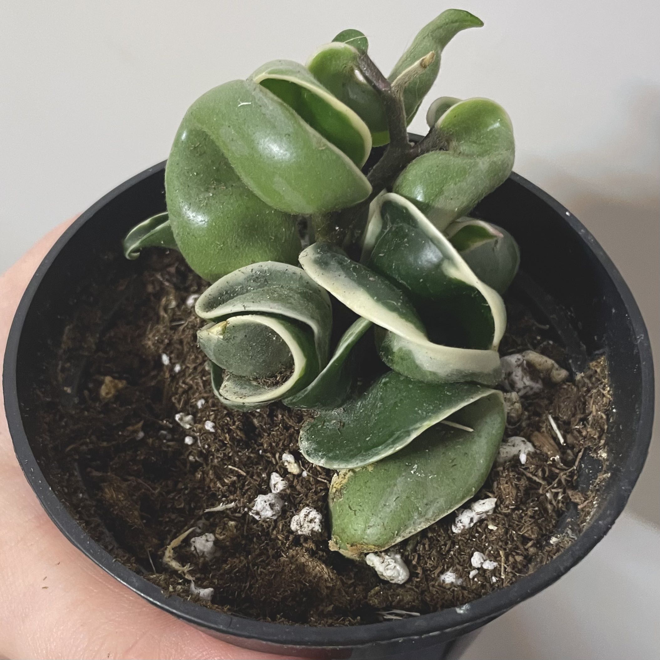 Variegated Hoya carnosa 'Compacta' plant in a black pot with visible soil.