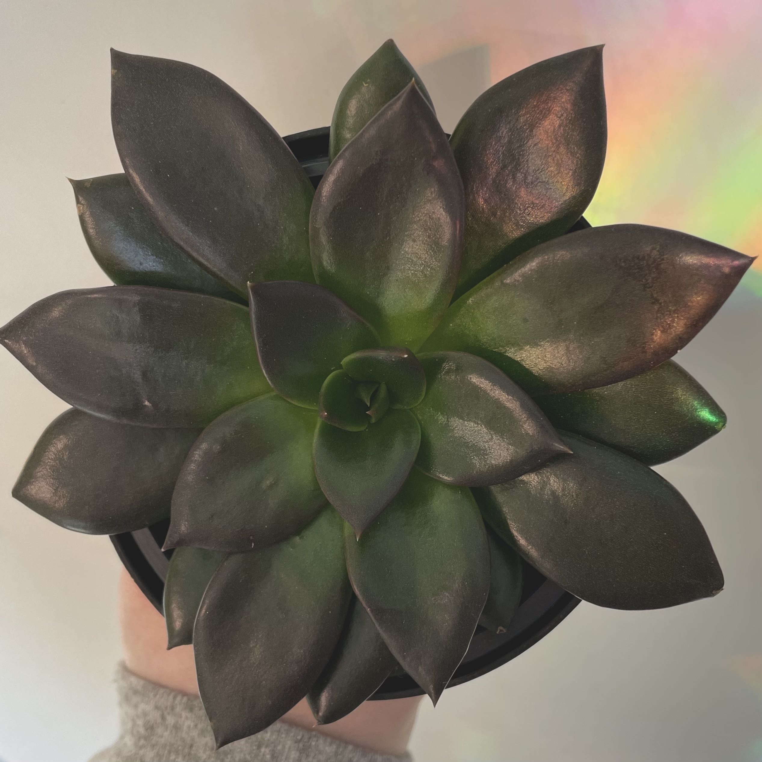 Echeveria 'Black Knight' succulent with dark, glossy leaves held by a hand.