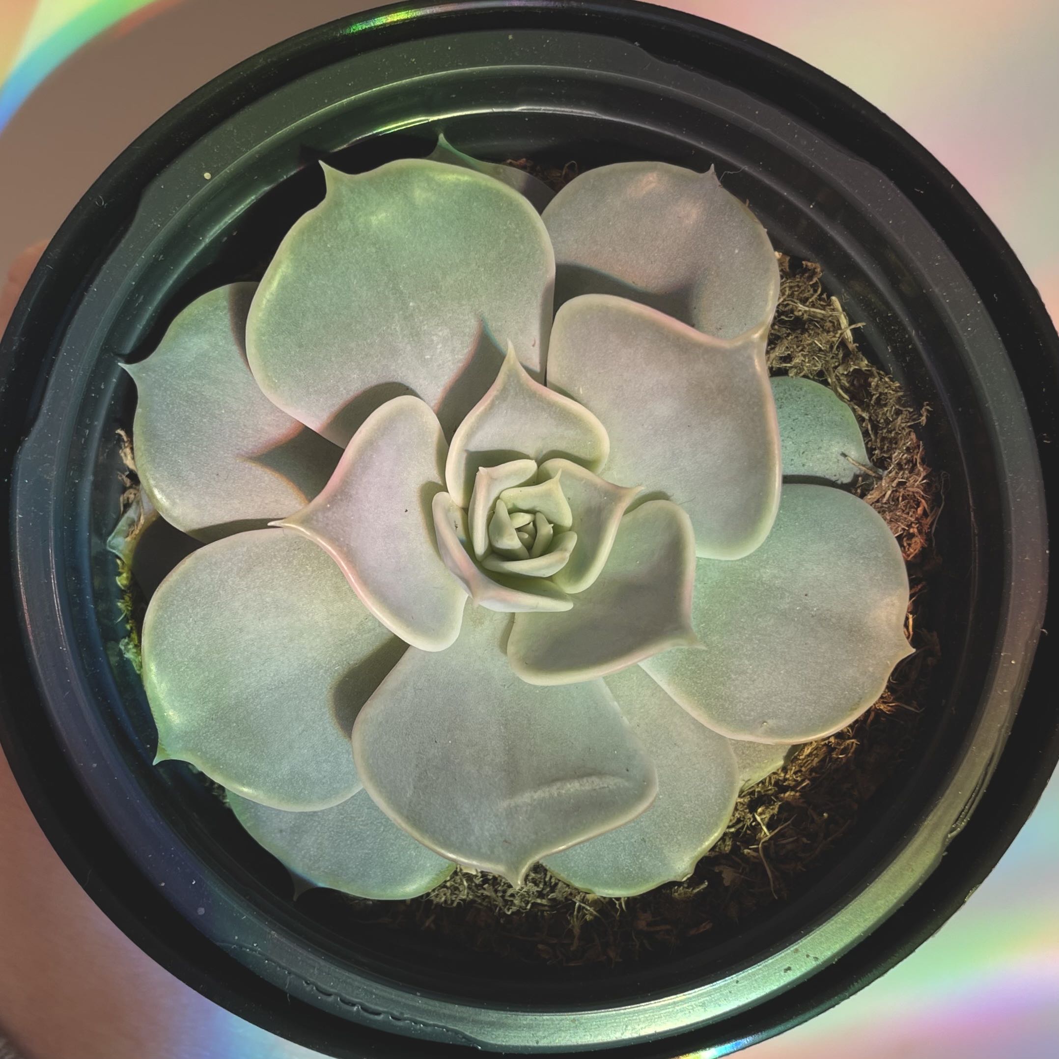 Healthy Echeveria 'Lola' succulent in a black pot, well-centered and in focus.