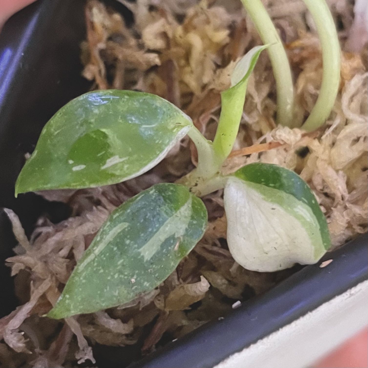 White Knight Philodendron plant with variegated leaves in a container with moss substrate.