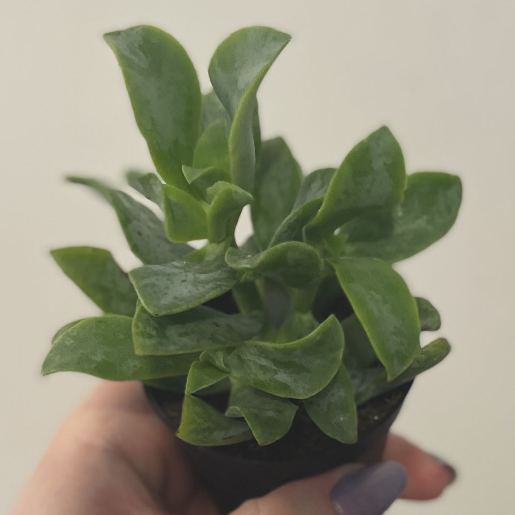 Healthy Ripple Jade plant with vibrant green leaves held by a hand.