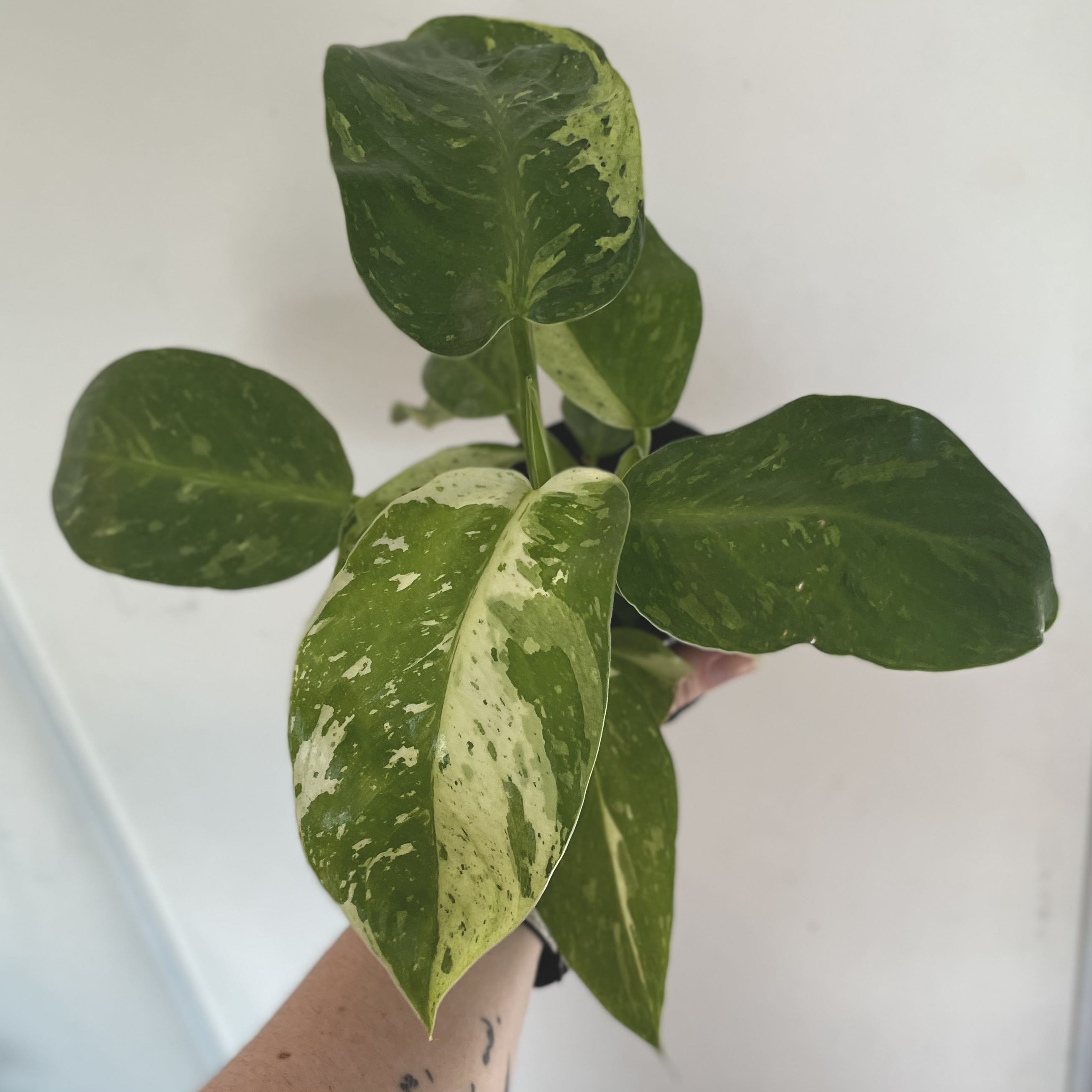 Philodendron 'Jose Buono' with variegated leaves held by a hand.