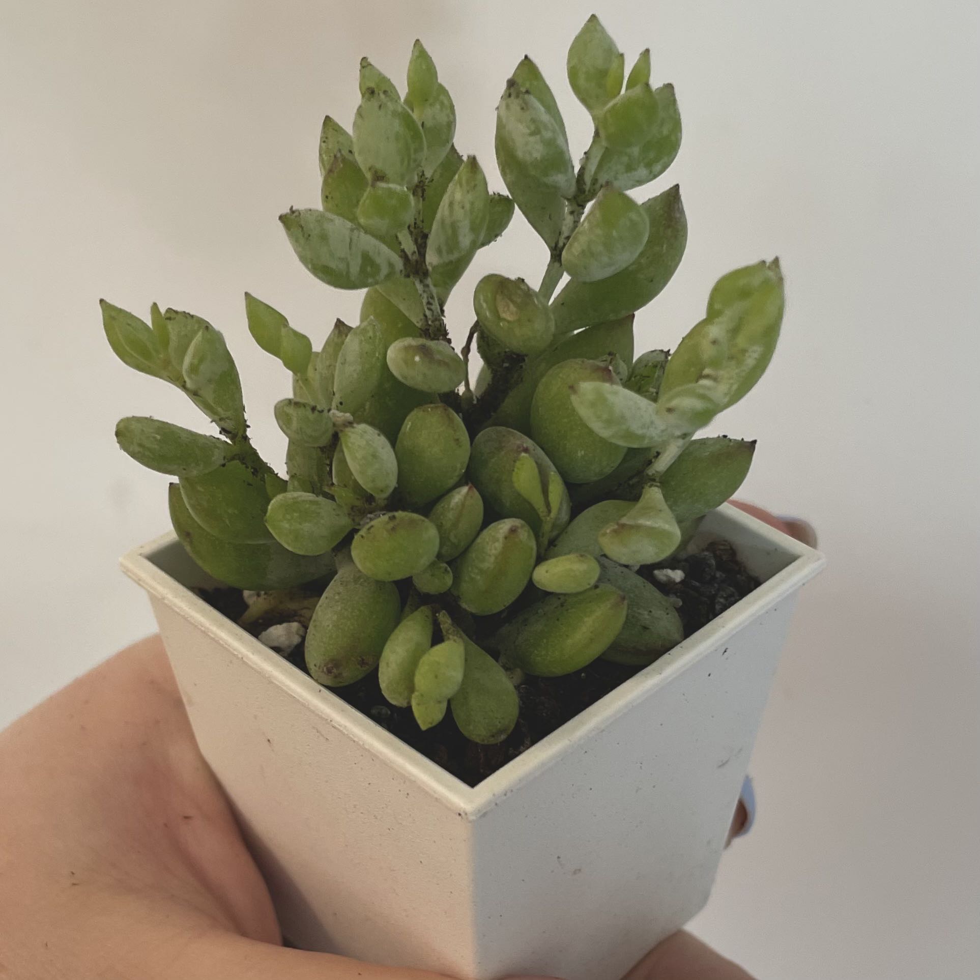 Potted Cliff Cotyledon plant with thick green leaves, held by a hand.