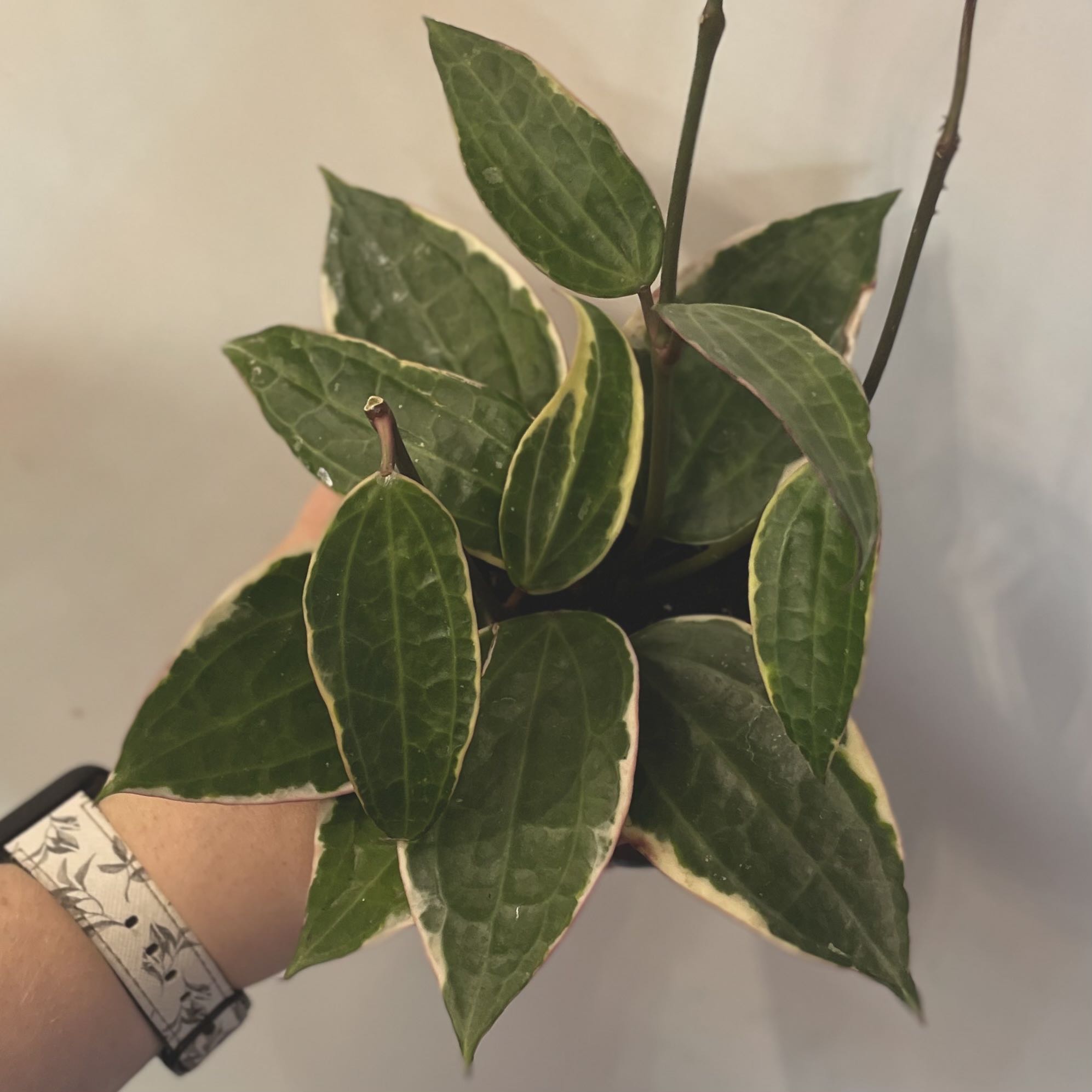 Hoya macrophylla plant with green leaves and white edges, held by a hand.