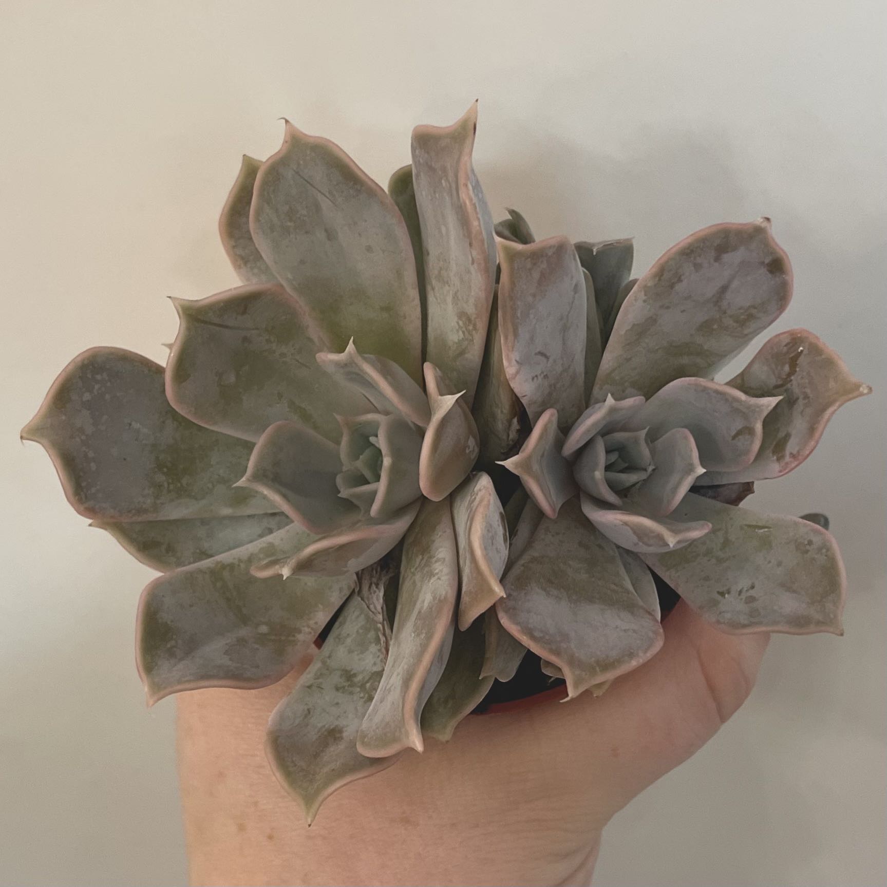Ghost Echeveria plant with two rosettes, slight discoloration, and a hand holding it.