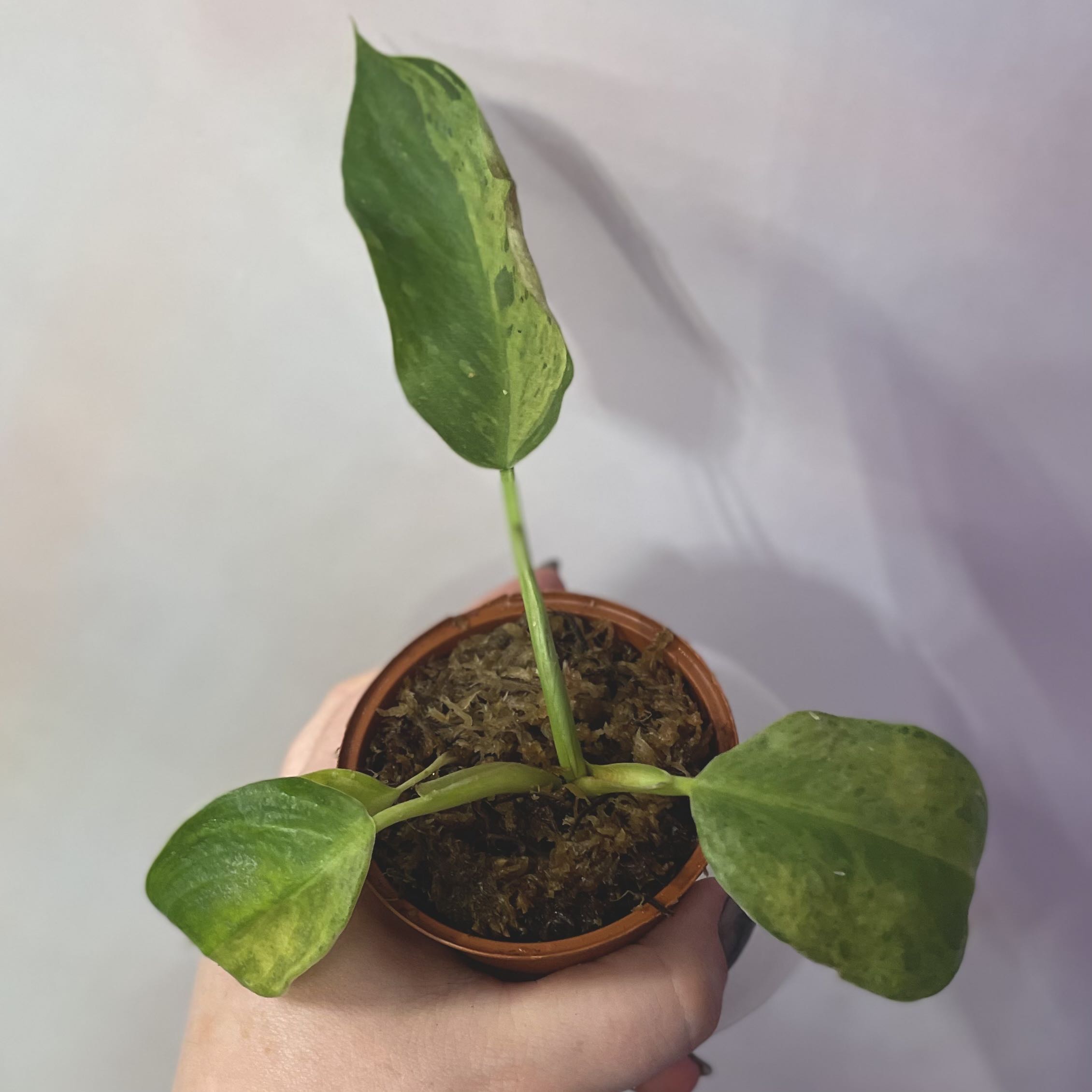 Philodendron 'Jose Buono' plant with two leaves, one showing browning, held in a hand.