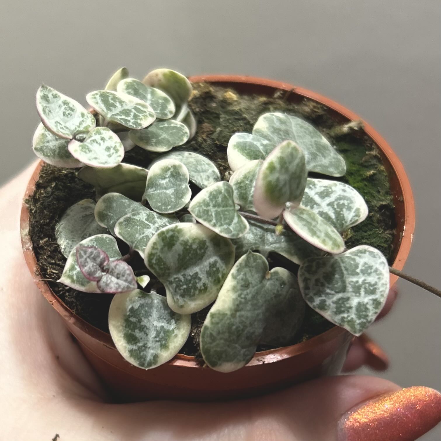 Variegated String of Hearts plant in a small pot, held by a hand.
