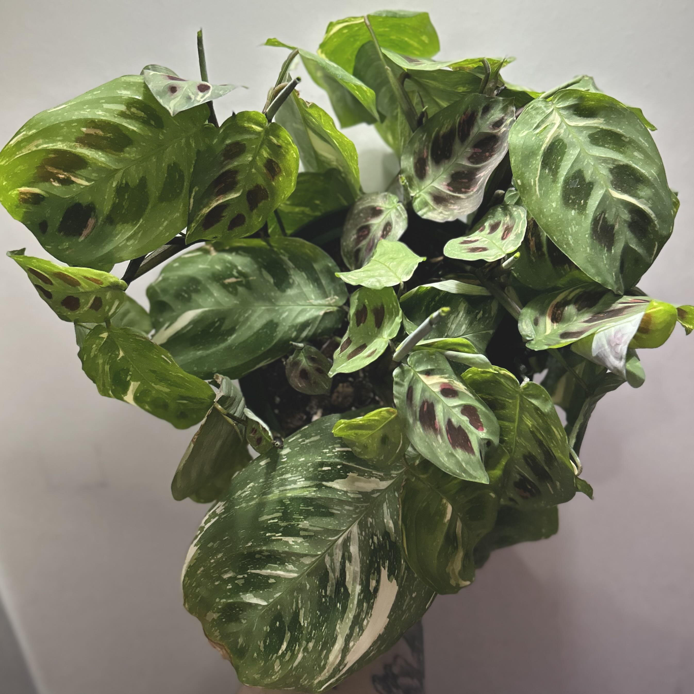 Variegated Prayer Plant with healthy variegated leaves.