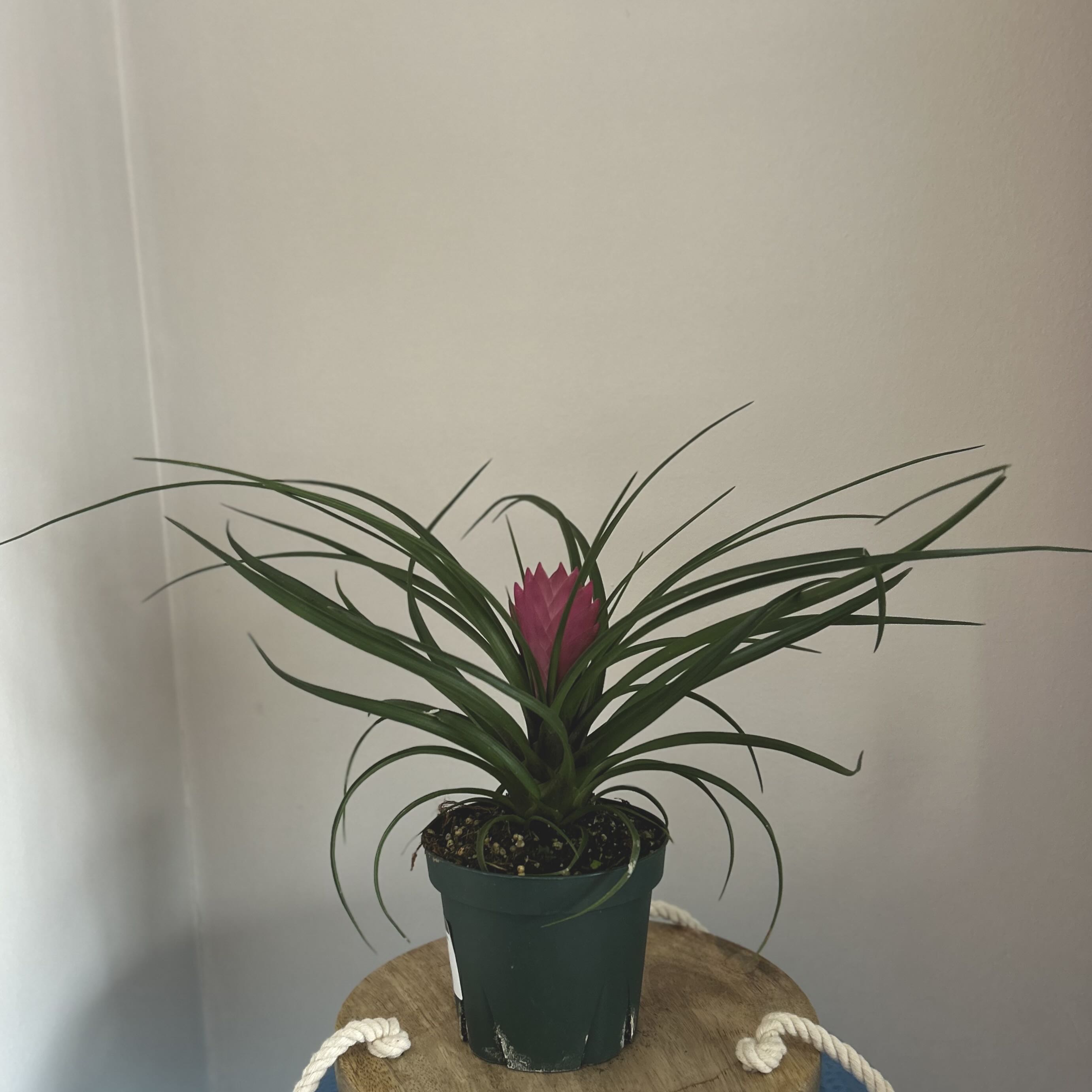 Pink Quill Plant (Tillandsia cyanea) in a pot with vibrant green leaves and a pink bract.