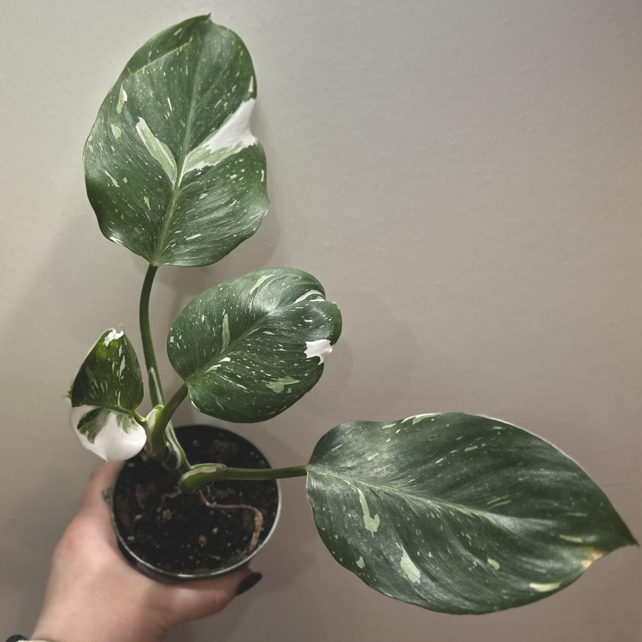 White Knight Philodendron with variegated leaves in a pot, held by a hand.