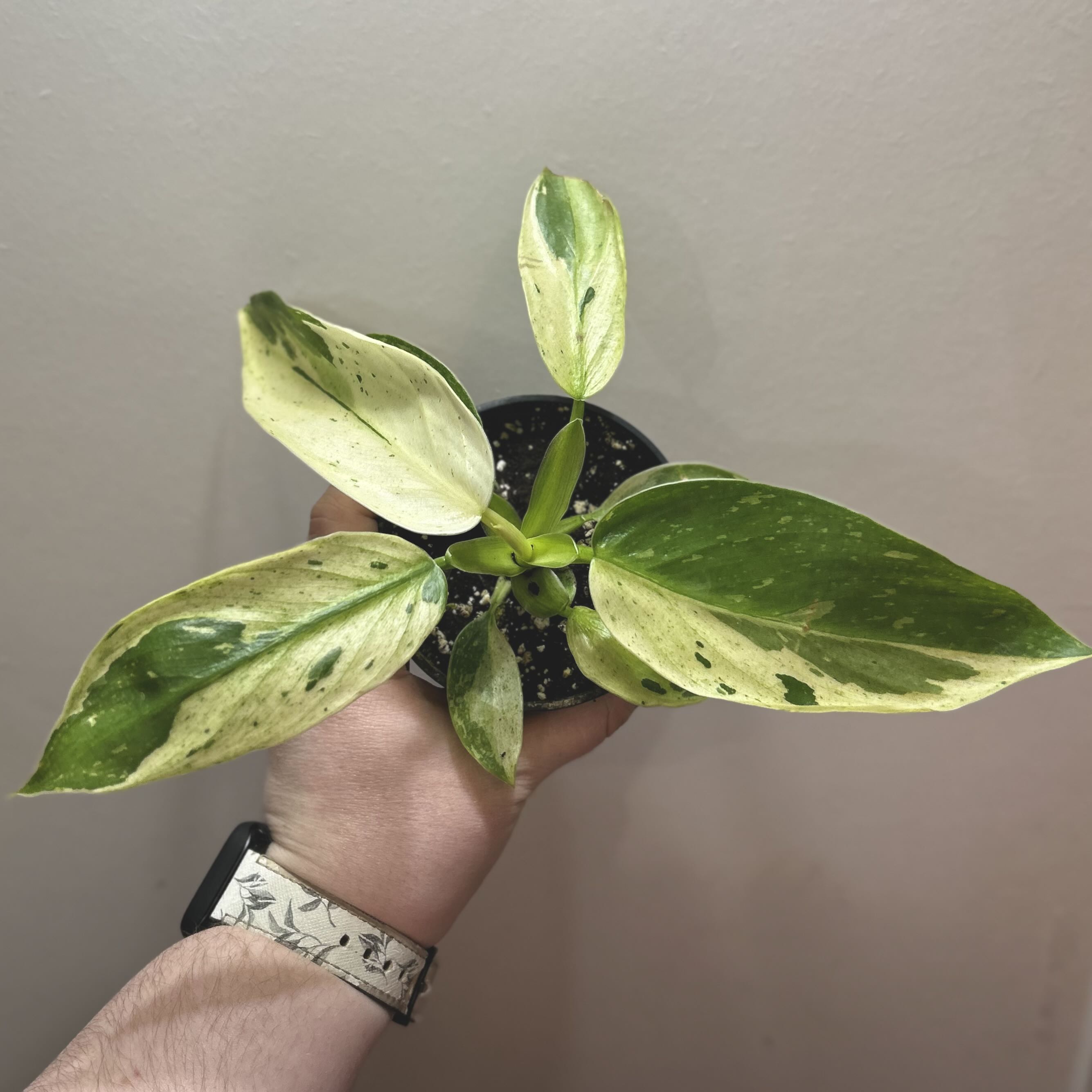 Philodendron 'Jose Buono' plant with variegated leaves held by a hand, soil visible.
