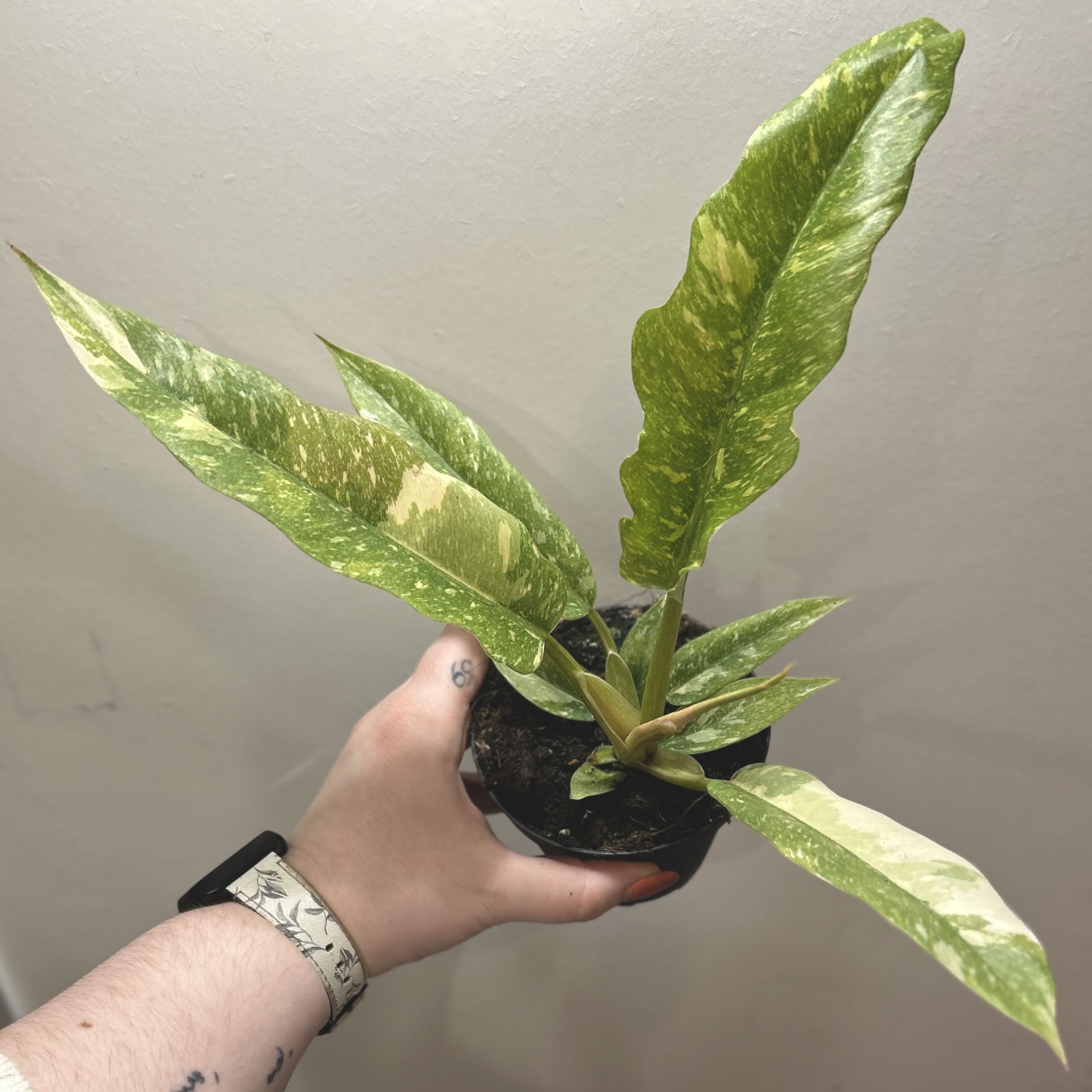 Philodendron 'Ring of Fire' plant with variegated leaves being held by a hand.