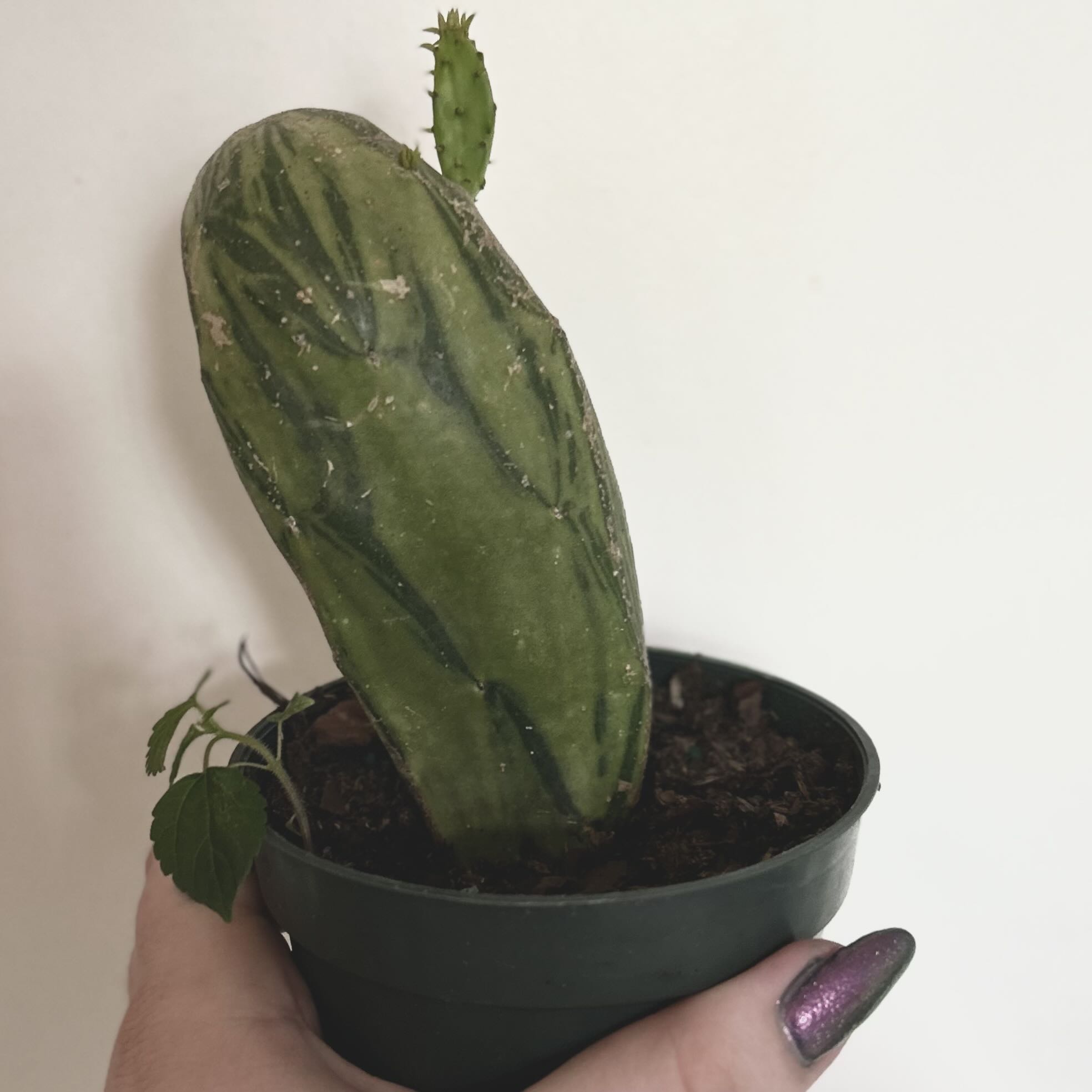 Photo of the plant species Variegated Prickly Pear Cactus by @silverlinings named (01) unnamed on Greg, the plant care app