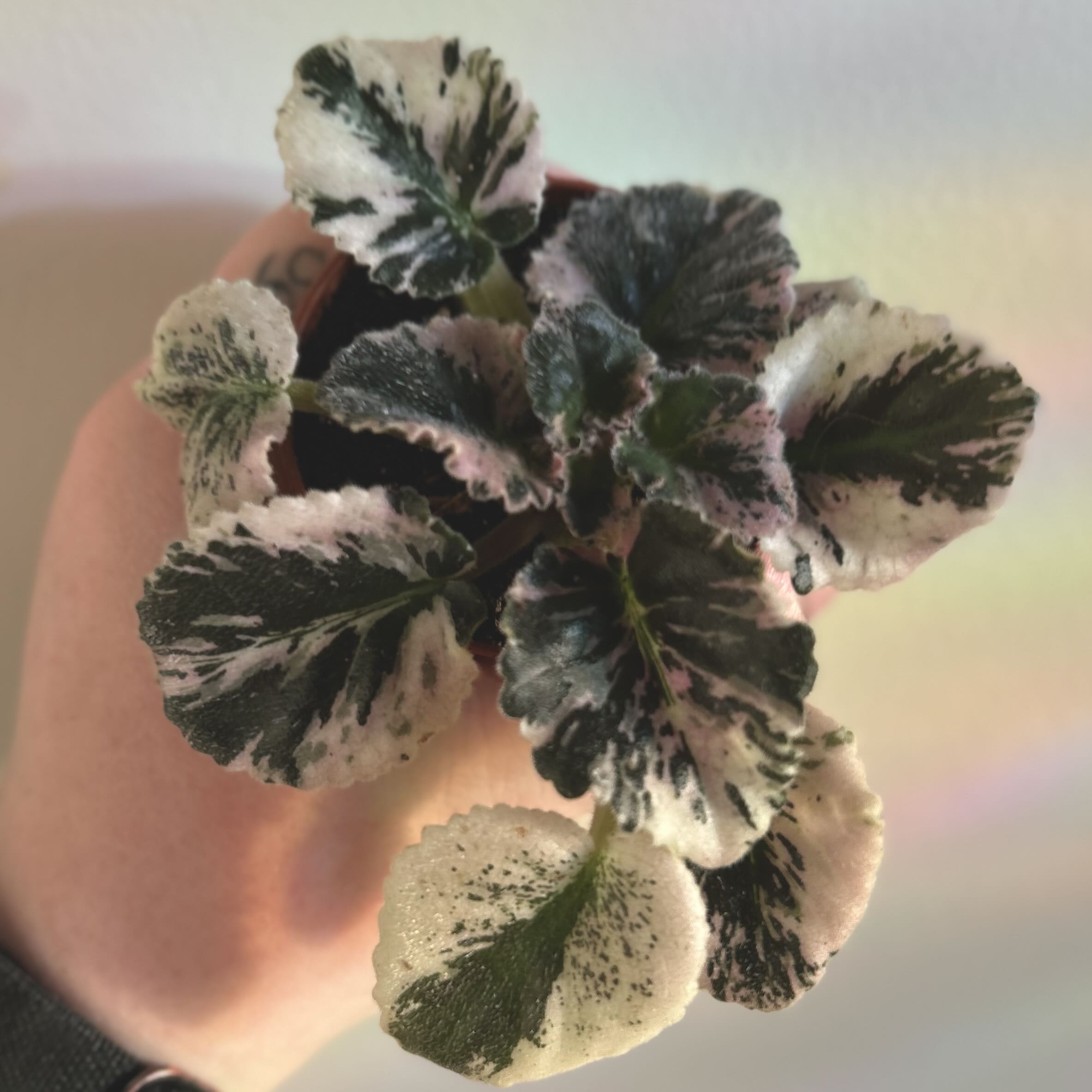 Photo of the plant species Variegated African Violet by @silverlinings named (01) unnamed on Greg, the plant care app